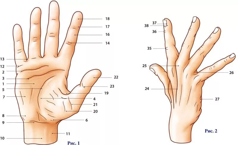 Места пальчика. Анатомическое название частей кисти. Как называются части кисти руки. Ничейная зона кисти топографическая анатомия. Части ладони.