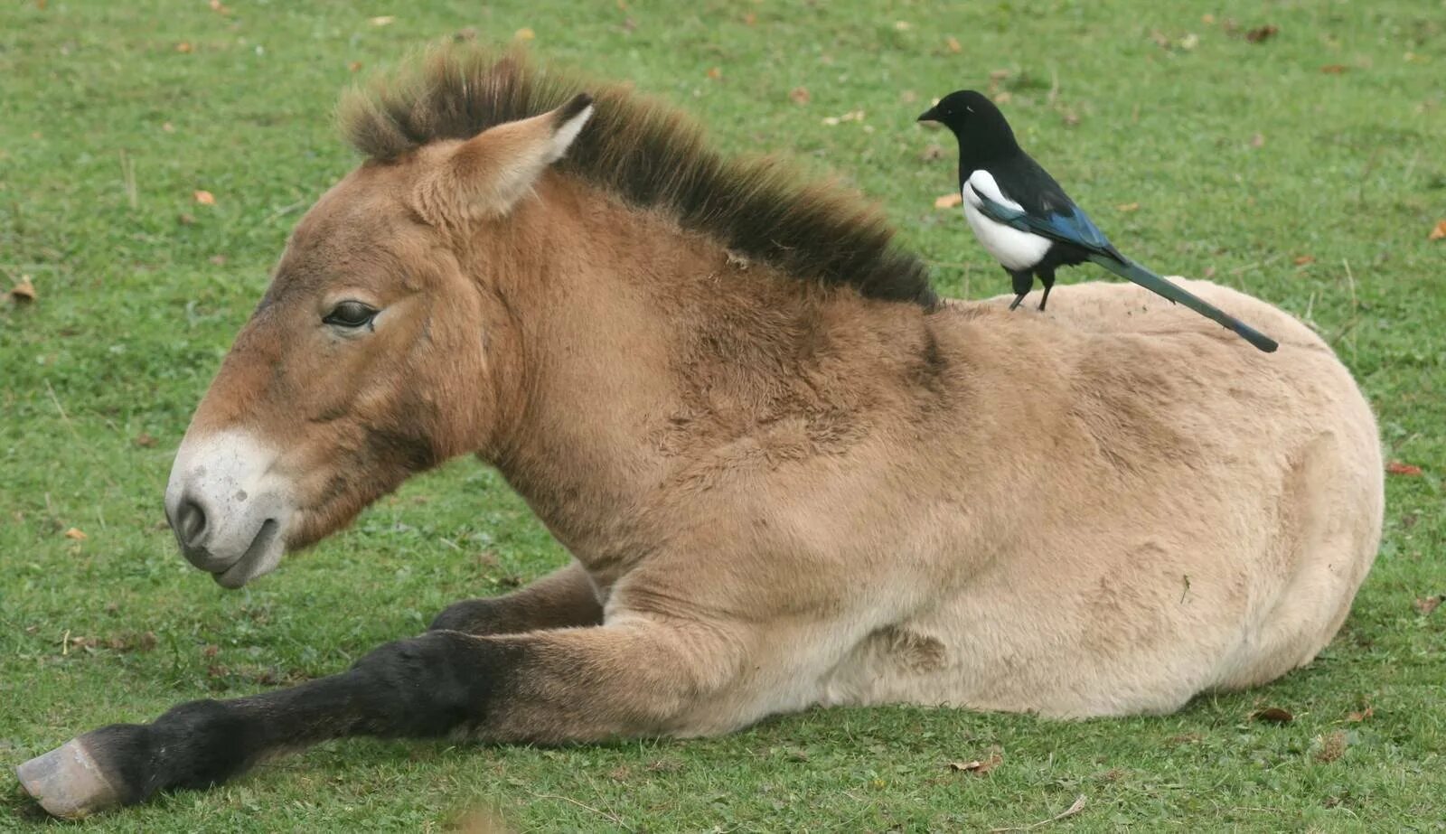 Лошадь Пржевальского Equus przewalskii. Пржевальский лошадь Пржевальского. Лошадь Пржевальского вымерла. Тарпан и лошадь Пржевальского. Почему лошадь пржевальского