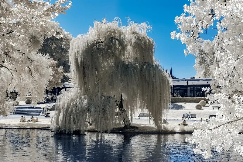 Natural public. Парк Оранжери в Страсбурге. Аисты в Страсбурге парк Оранжери. Ir view.