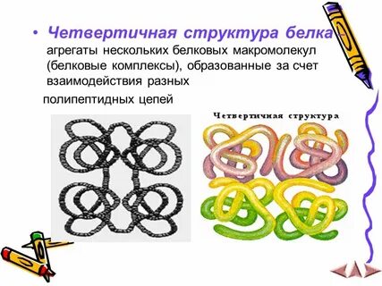 Четвертичная структура олигомерных белков