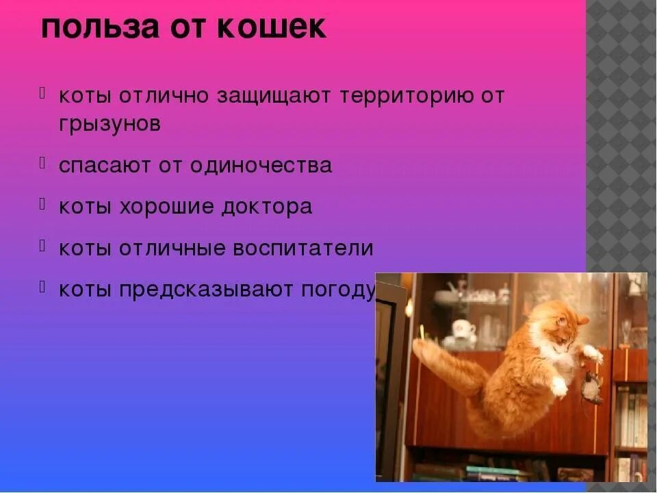 Зачем человеку кот. Польза кошек. Какую пользу приносят кошки. Чем полезен кот в доме. Польза от котиков.