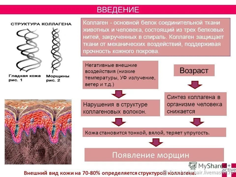 Коллаген основной белок соединительной ткани. Соединительная ткань коллаген и эластин. Коллаген в соединительной ткани. Роль коллагена в соединительной ткани.