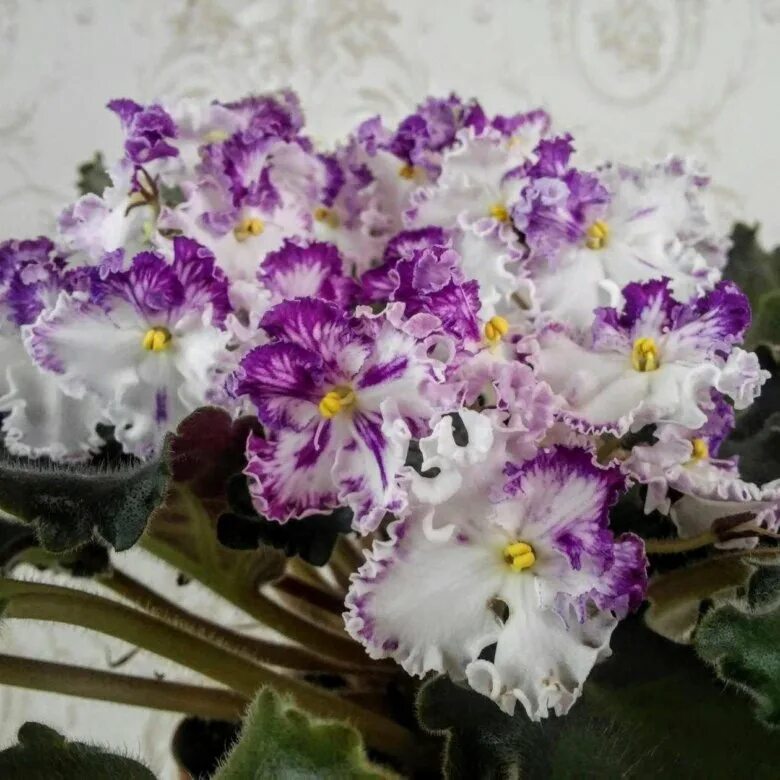 ЗОЛУШКИН СОН