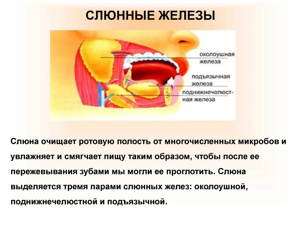 Откуда слюна. Пищеварительная система полость рта слюнные железы. Строение слюнных желез биология 8 класс. Строение слюнной железы 8 класс. Слюнные железы, зубы, строение, функция..