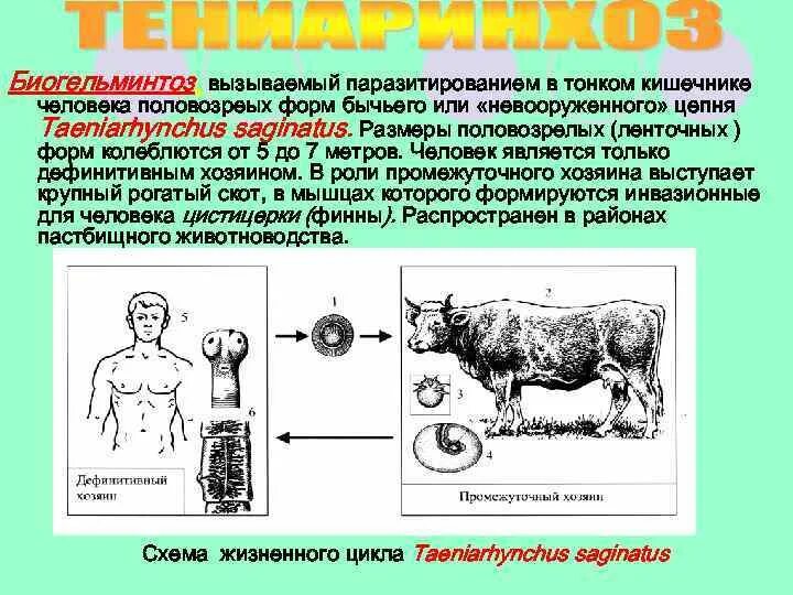 Какая стадия свиного цепня разовьется в человеке. Промежуточный хозяин бычьего цепня. Стадия жизненного цикла бычьего цепня инвазионная для человека. Свиной цепень биология.