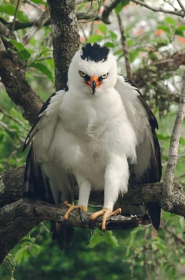 Hawk eagle
