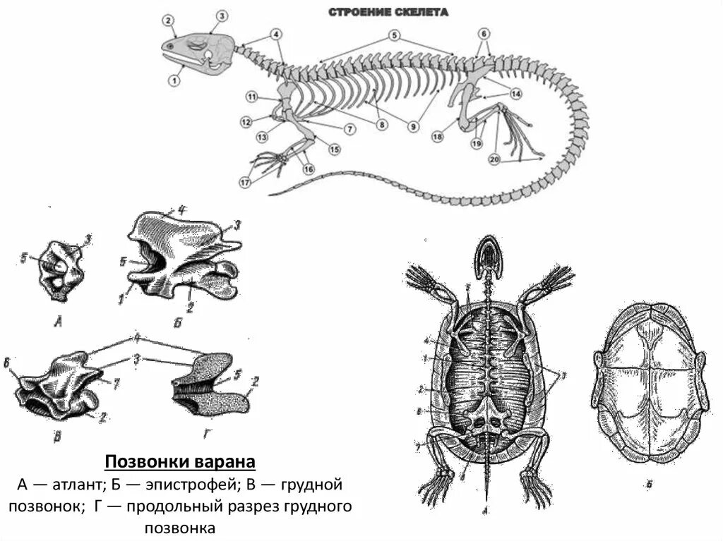 Шейные позвонки ящерицы. Первые шейные позвонки атлант и эпистрофей. Строение позвонка рептилий. Шейные позвонки ящерицы. Атлант и эпистрофей ящерицы.