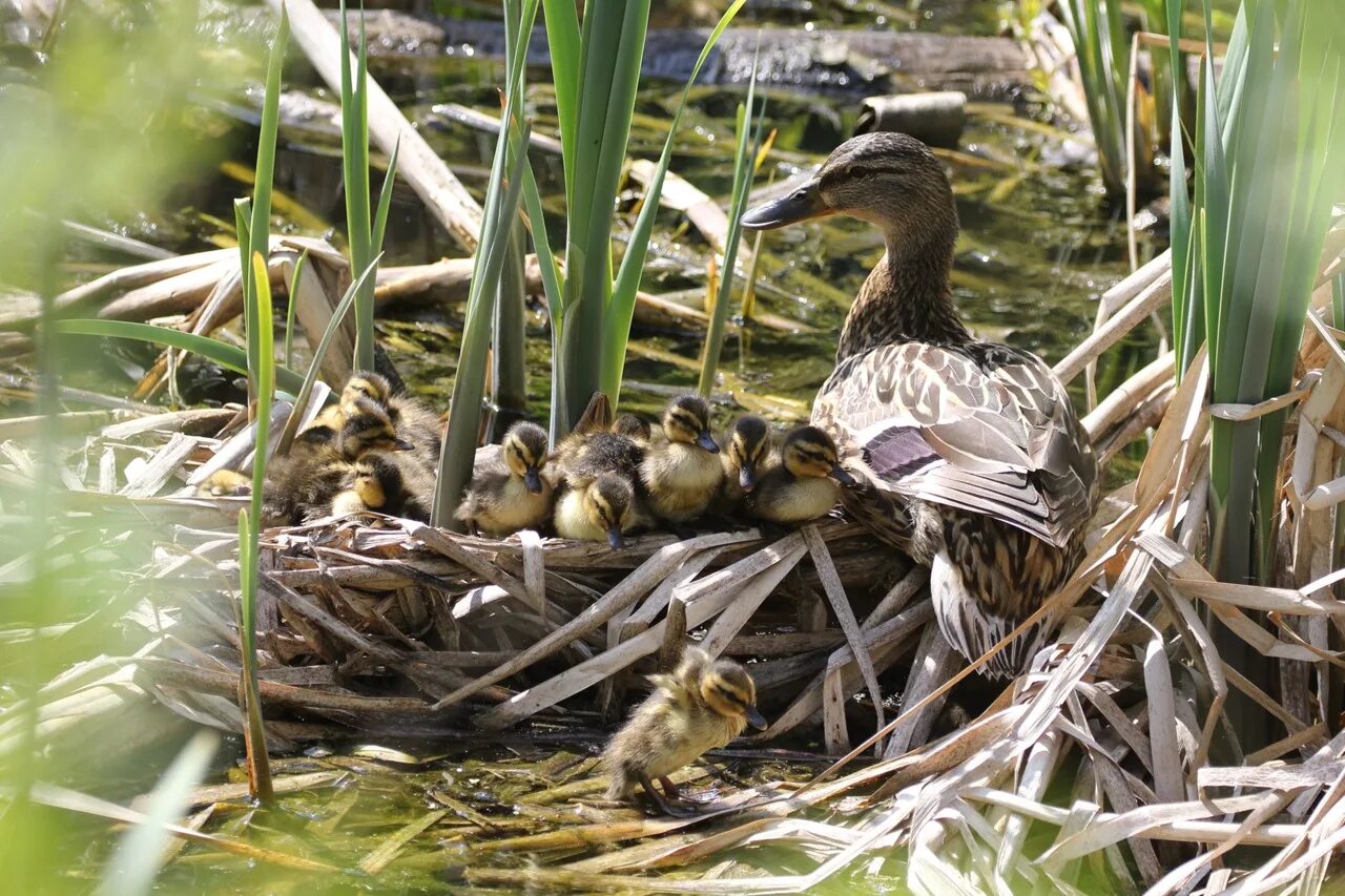глаза селезня. куда утки. утка где зимует. утка кряква гнездо. куда утки.