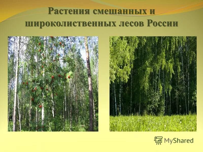 Растения смешанных и лиственных лесов. Растения смешанных и лиственных лесов. Широколиственный лес раст. Зона смешанных и широколиственных лесов растительность. Растительный мир смешанных и широколиственных лесов в россии.