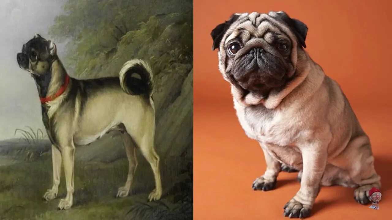 Порода Мопс 100 лет назад. Мопс изначальная порода. Мопс Эволюция породы. Мопс породы собак Китая.