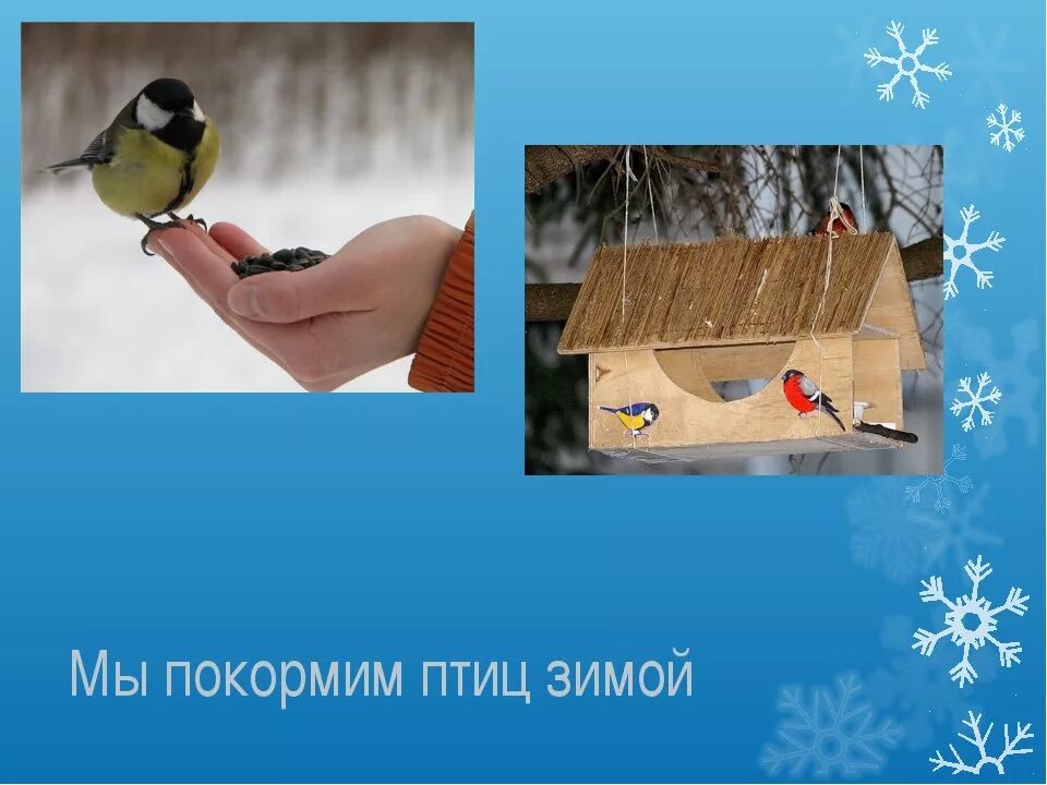 Защита и помощь человека птицам. Покормите птиц зимой. Проект Накорми птиц зимой. Акция кормушка для птиц. Накормим зимующих птиц.