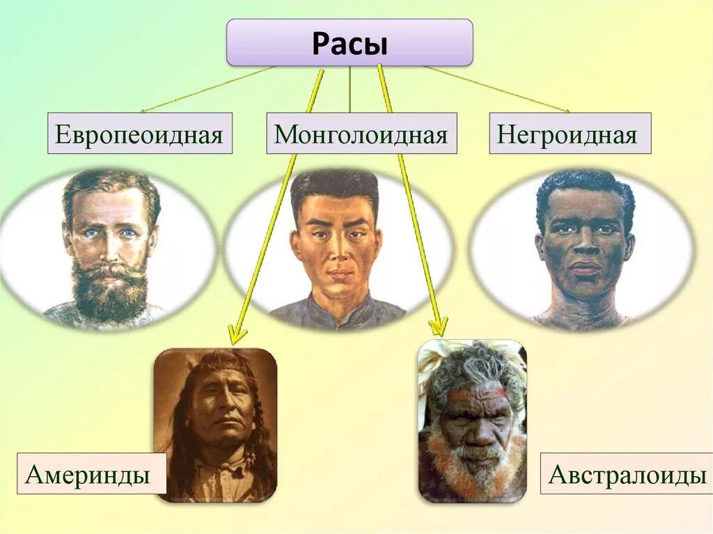 Расы людей равны