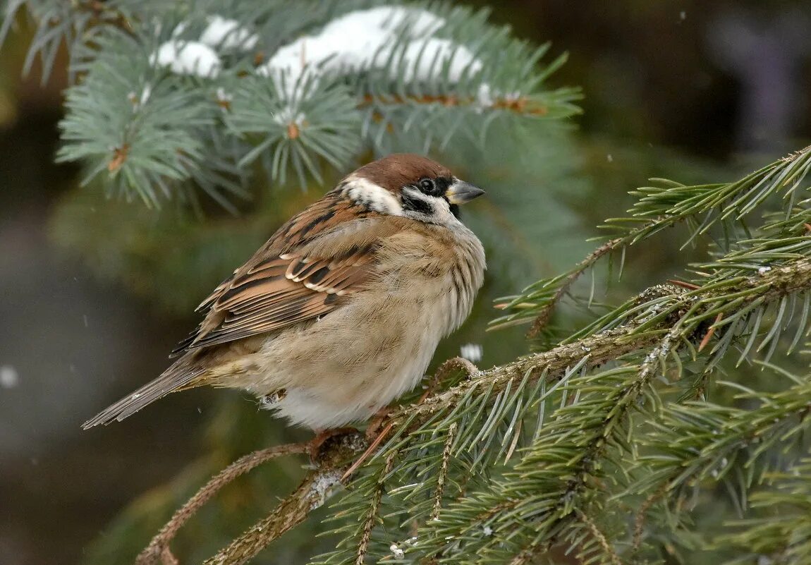 воробей на сосне. елка елка воробьев. воробей на елке. елка у билана. елка елка воробьев.