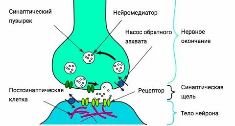Нервные медиаторы