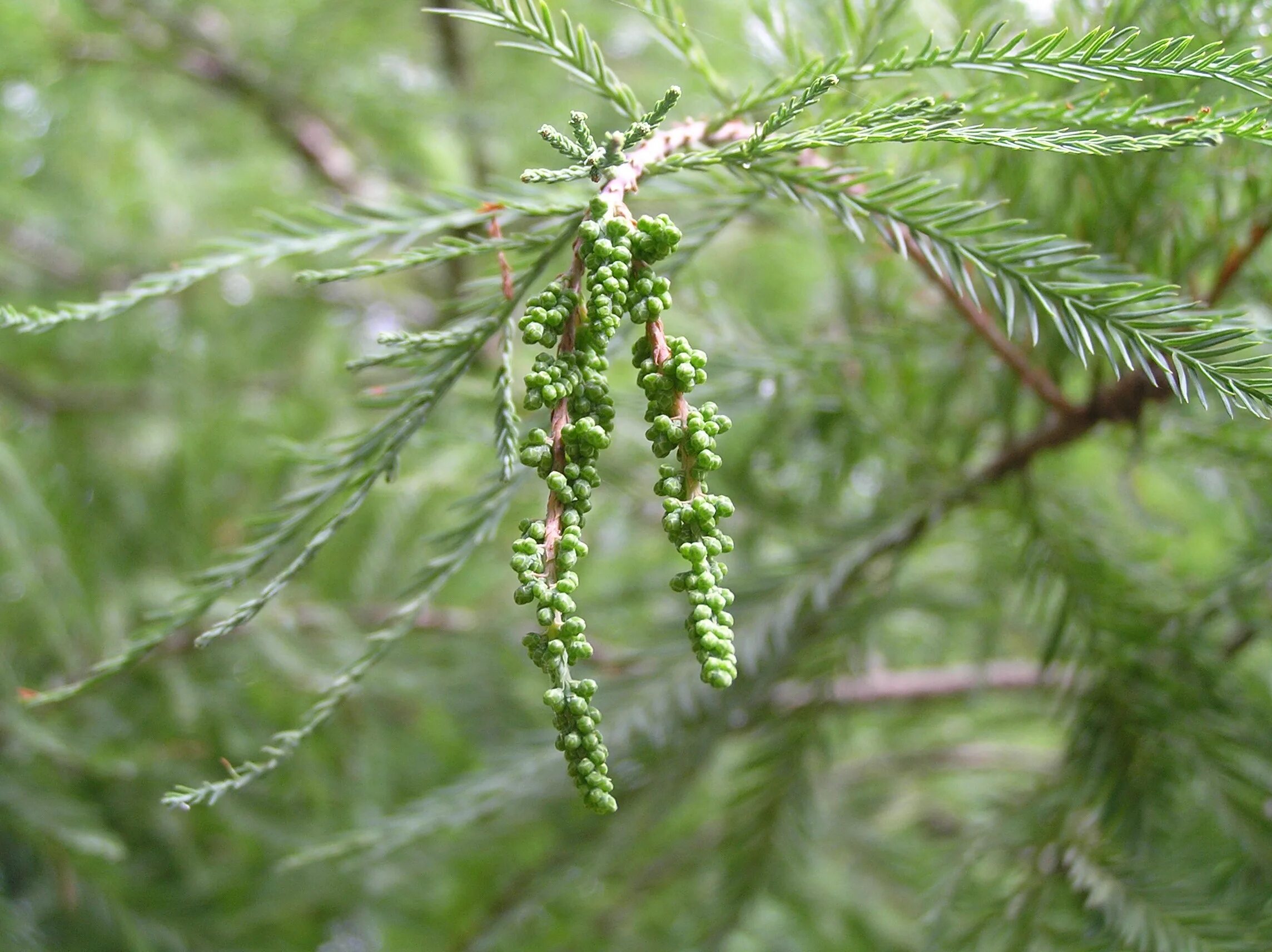 Taxodium distichum. таксодиум двурядный дерево. таксодиум двурядный хвоя. таксодиум двурядный хвоя. кипарис болотный таксодий.