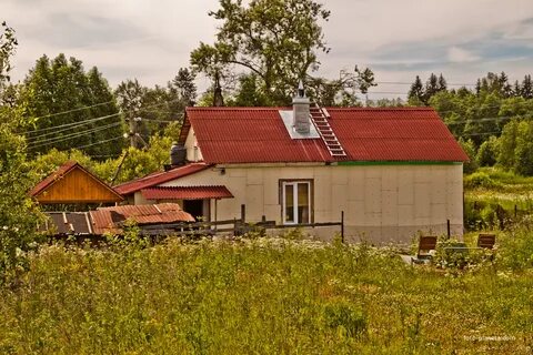 Гатчинский бор