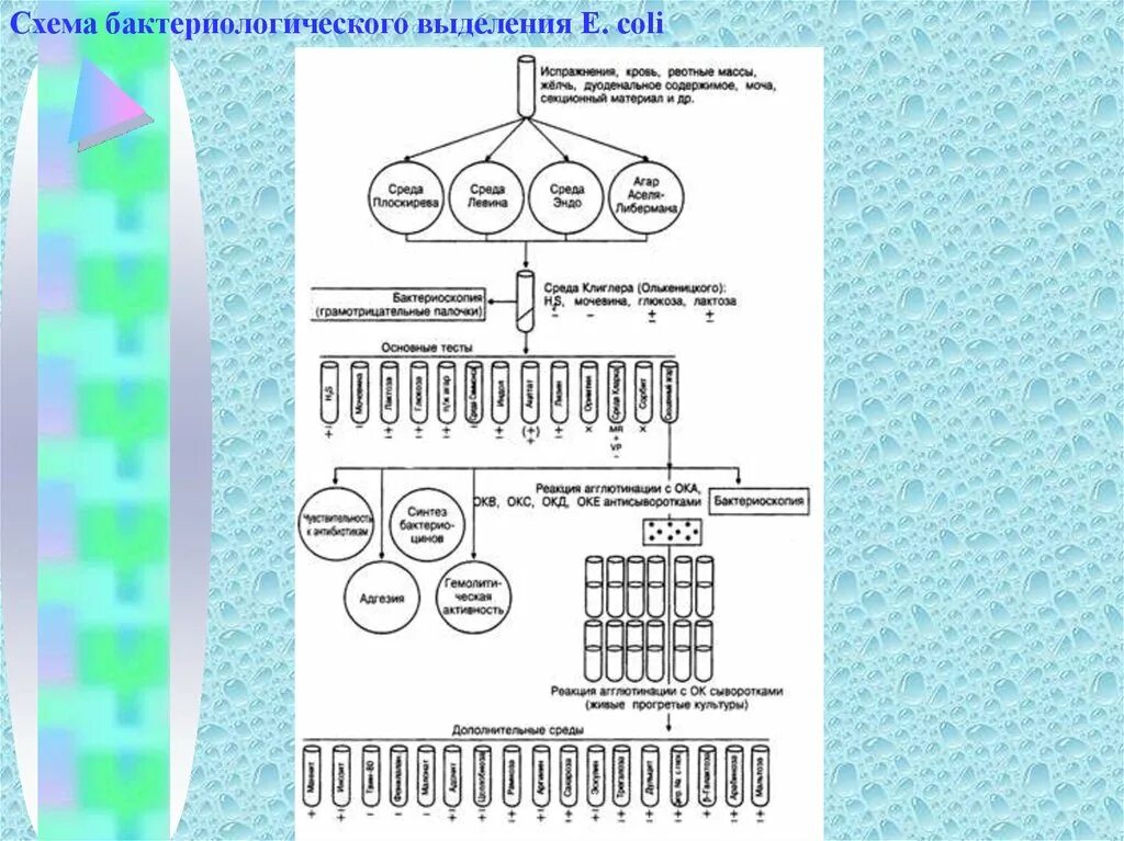 Бактериологическое исследование шигелл