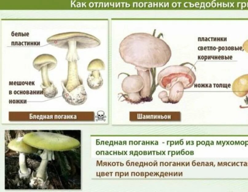 Шампиньон полевой и бледная поганка. Коварные двойники бледная поганка и шампиньон. Грибы двойники шампиньон и бледная поганка. Гриб двойник шампиньона. Сходства и различия белый поганки