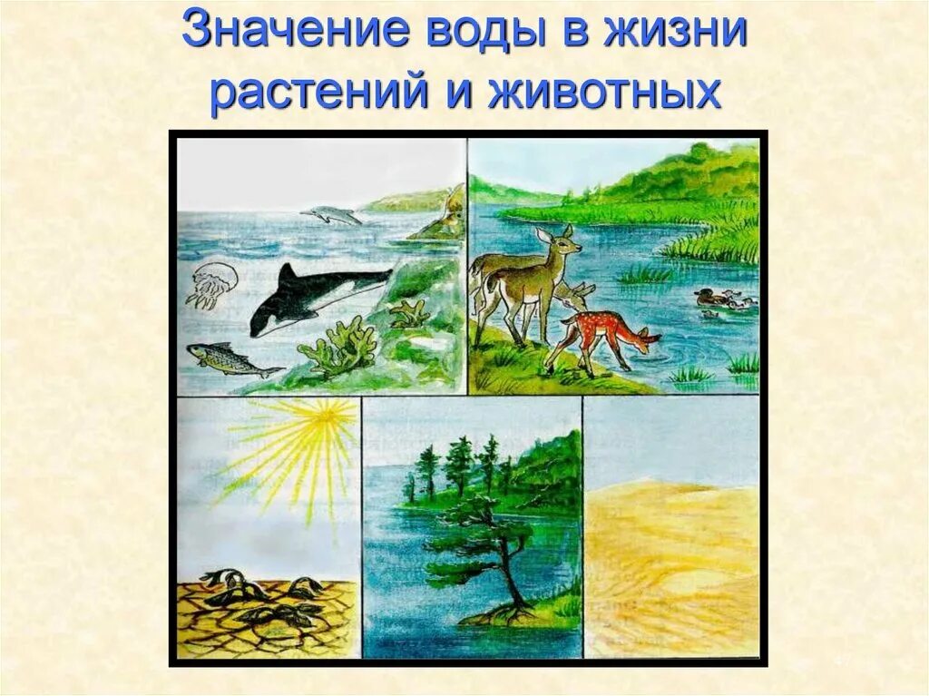 Климат в жизни животных и растений рисунки. Значение воды в жизни растений. Вода в жизни растений и животных. Значение втды в жизни растений и животных. Значение воды для растений и животных.