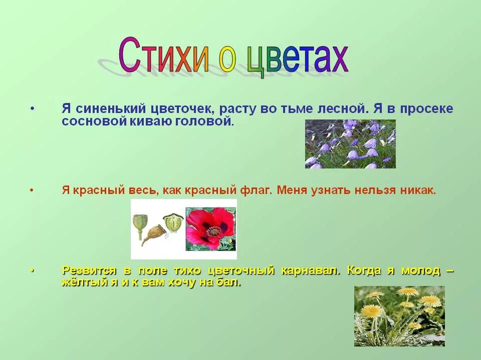 Загадка цветов 3