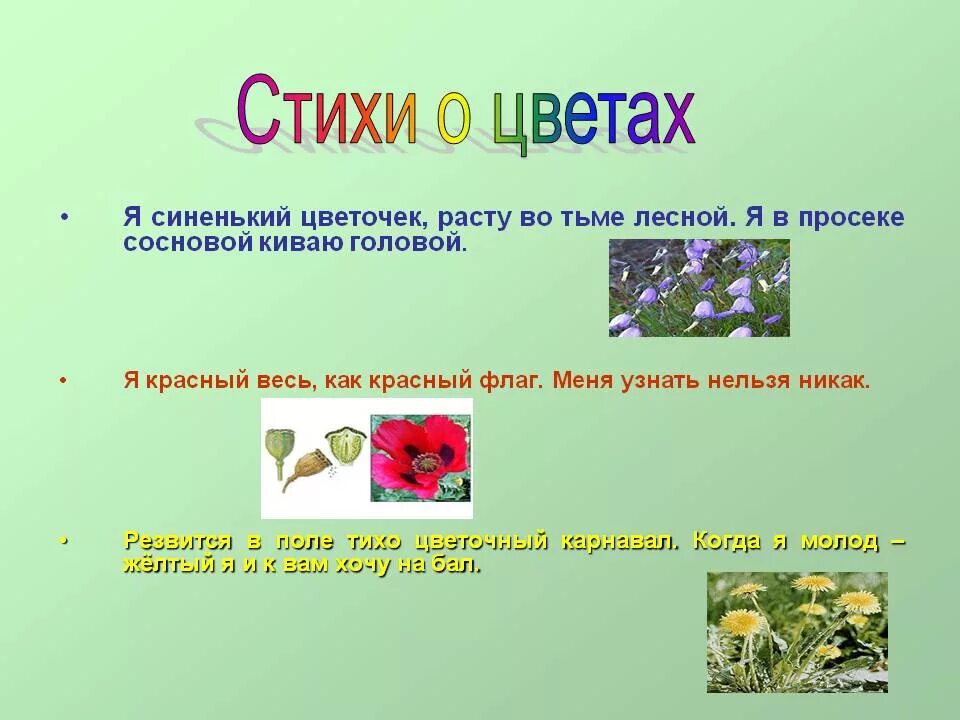 Загадки про цветы для дошкольников. Стихи про цветы. Стихи про растения. Стихи о растениях для дошкольников. Загадки про растения.