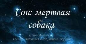 К чему снится своя собака женщине