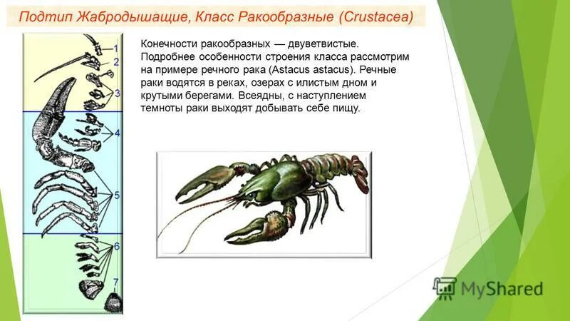 особенности образа жизни речного рака