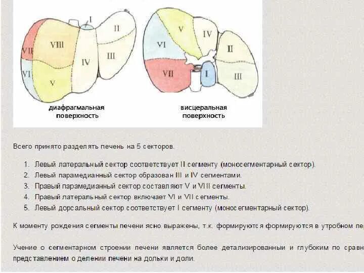 Укажите доли печени. Печень доли сегменты дольки. Схема сегментарного строения печени по куино. Секторы и сегменты печени анатомия. Доли печени анатомия схема.