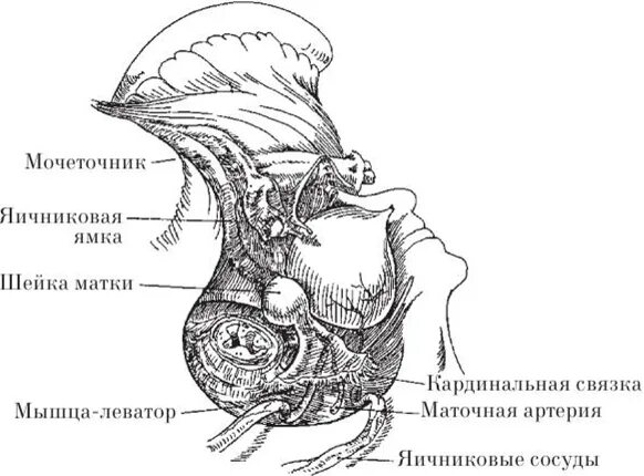 Мочеточники матка. Сужения мочеточника анатомия. Тазовая часть мочеточника. Брюшная и тазовая часть мочеточника. Топография мочеточника.