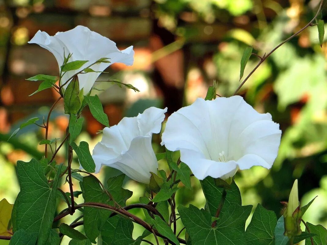 вьюнок полевой белый. белый цветок вьюнок. вьюнок луговой. вьюнок белый. датура иноксия.