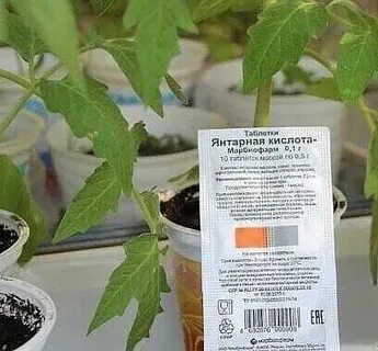 Янтарная для рассады томатов