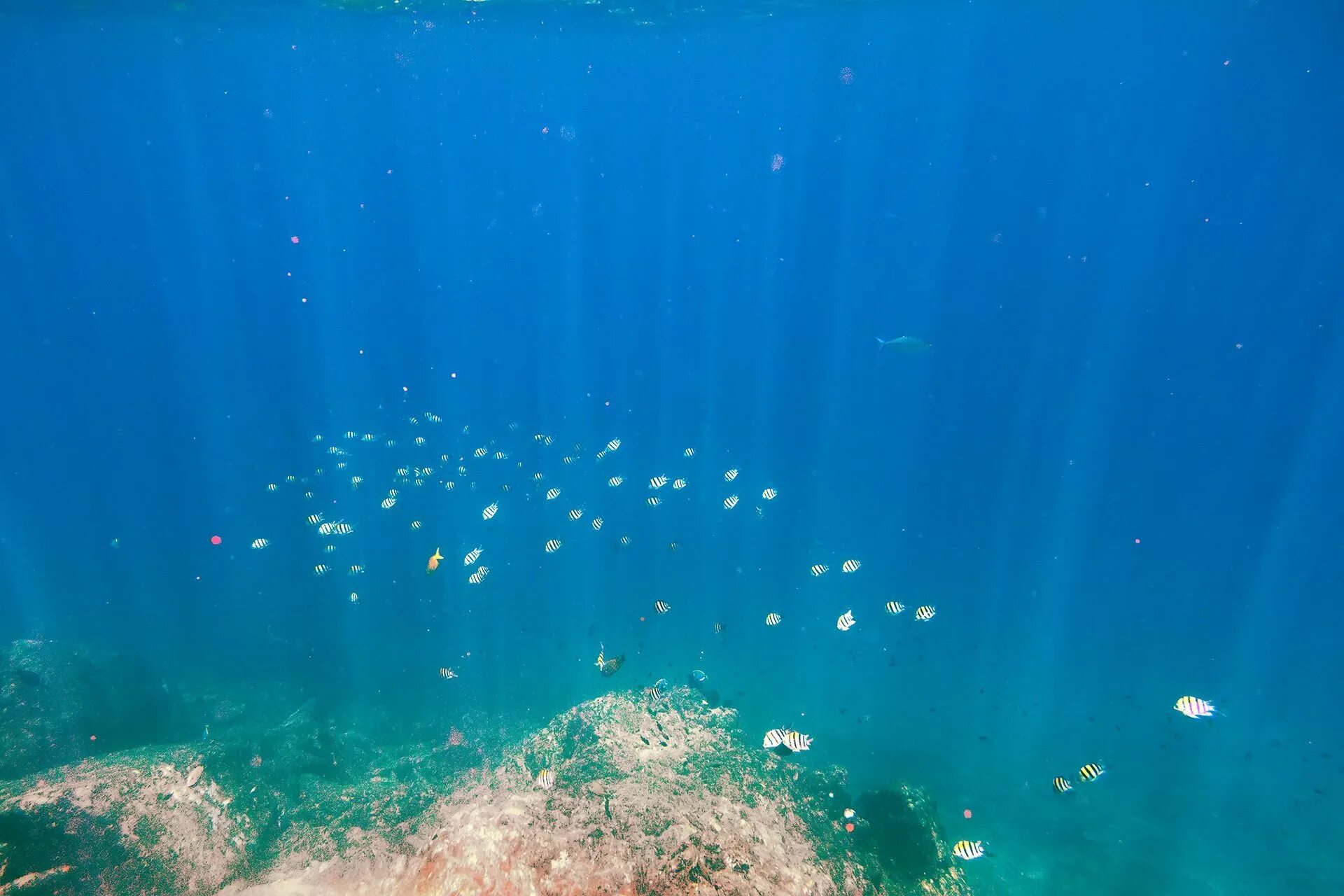 Фото под водой. Подводный мир Каспийского моря. Дно океана. Край океана под водой. Океан под водой.