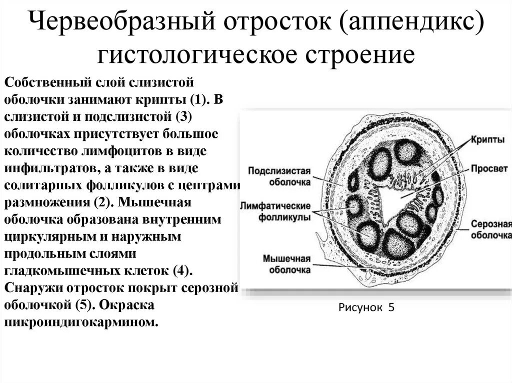 Развитие аппендикса. Строение аппендикса гистология. Функции аппендикса гистология. Строение аппендикулярного отростка. Червеобразный отросток строение и функции гистология.