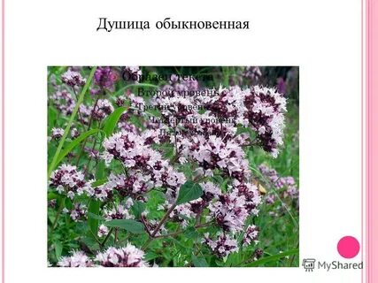 Душица от чего