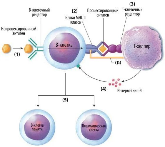 Активация иммунного ответа. Схема действия антител лейкоциты. B2 лимфоциты иммунология. Клетки активированные лимфоциты. Активация т лимфоцитов схема.