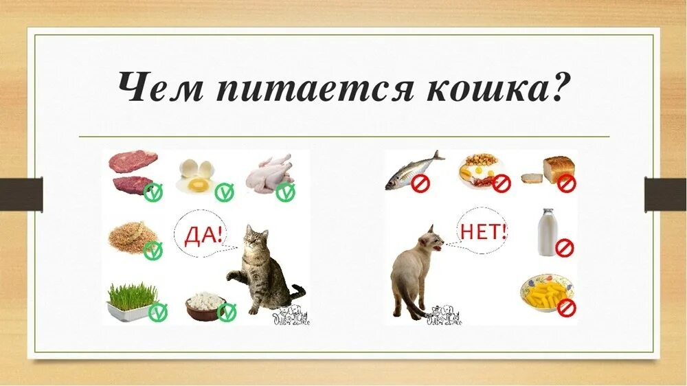 Что они есть. Чем питаются кошки. Чем питаются кошки домашние. Питание кошки для детей. Здоровое питание для домашних животных.