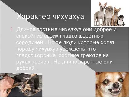 Как правильно пишется чихуахуа