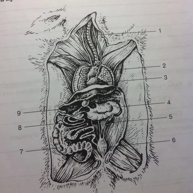 Внутренние органы кролика биология 8 класс. Название внутренних органов кролика. Название внутренних органов кролика обозначенных цифрами.