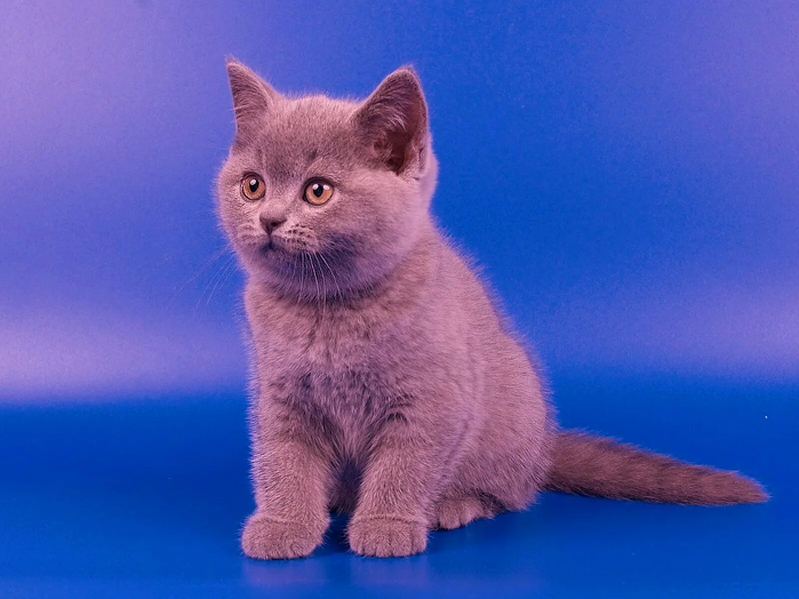 Авито породы кошек. Британский короткошерстный кот. Британская короткошёрстная остроухая. Британская короткошёрстная кошка котята. Британская короткошёрстная кошка голубая.