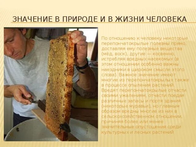 Значение в жизни человека перепончатокрылых. Значение в жизни человека перепончатокрылых