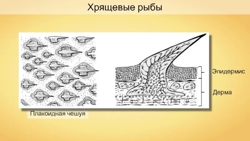 Плакоидная чешуя хрящевых рыб. Строение чешуи костных рыб. Чешуя костных и хрящевых рыб. Строение плакоидной чешуи. Костные рыбы тело покрыто костной чешуей