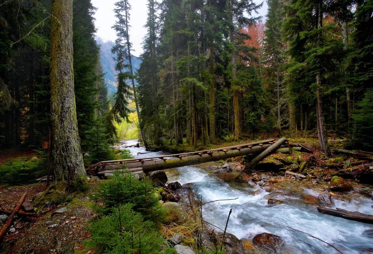 Река надым тундра тайга. Река лена якутия ленские столбы. Сибирский лес тайга с рекой. Смотровая площадка висимский заповедник. Океан тайги.