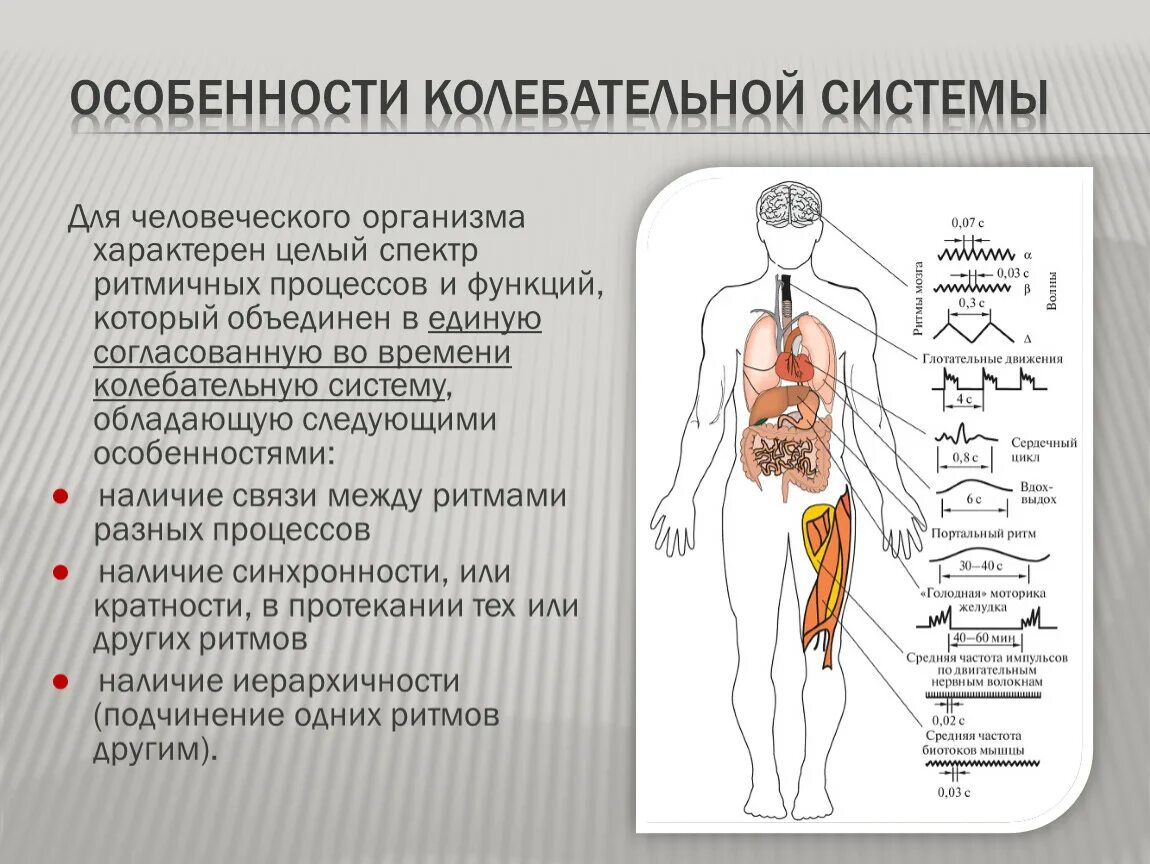 Строение и жизнедеятельность органов и систем органов. Особенности колебательной системы. Системы организма человека. Системы тела человека. Колебания в организме человека.