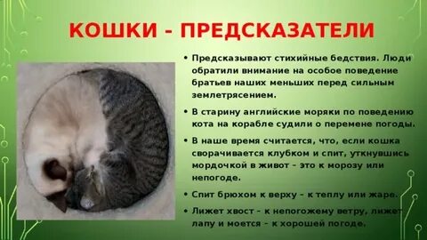 Что чувствуют кошки