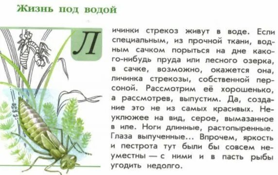 Книга зеленые страницы рассказ о стрекозах. Зелёные страницы 3 класс стрекозы. Книга зеленые страницы рассказ о стрекозах. Книга зеленые страницы рассказ о стрекозах. Книга зеленые страницы 3 класс интересные факты о стрекозах.