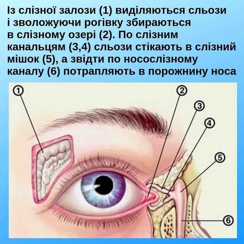 Массаж глаза у новорожденного. Непроходимость носослезного канала. Массаж при непроходимости слезного канала. Закупорка слезного канала у ребенка.