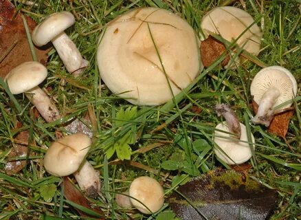 Архангельские грибы