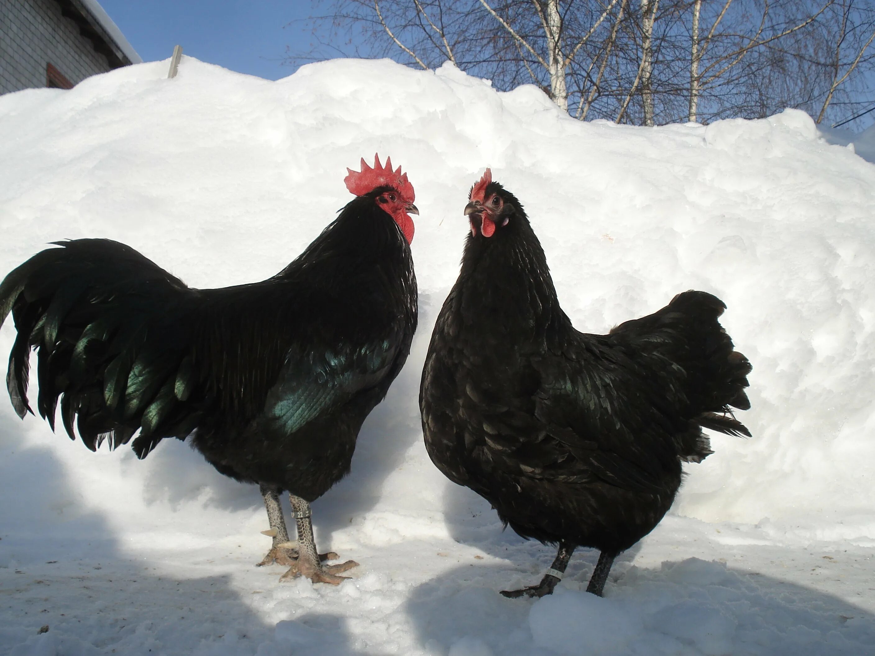Австралорп черный. Петух австралорп черный. Петух австралорп черный. Куры породы австралорп. Австралорп.