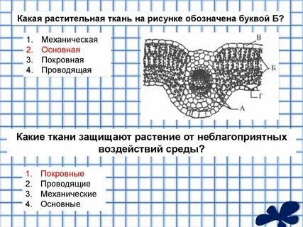 Какая ткань защищает органы
