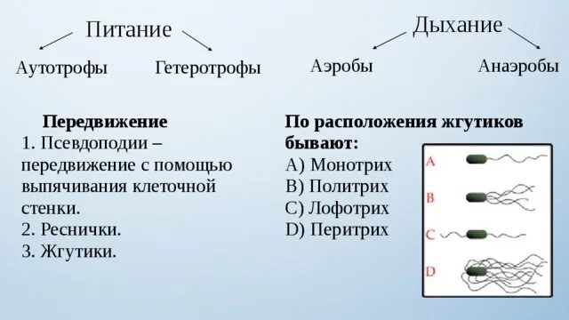 Расположение жгутиков. Монотрих расположение жгутиков. Расположение жгутиков у бактерий. Перитрихиально расположенные жгутики. Тест питание дыхание